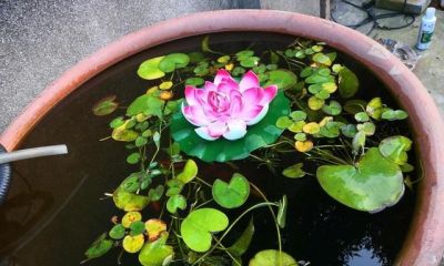 6款最美居家盆栽!颜值高还好养 - 今日头条 6款最美居家盆栽!颜值高还好养 - 图画吧TUHUABA