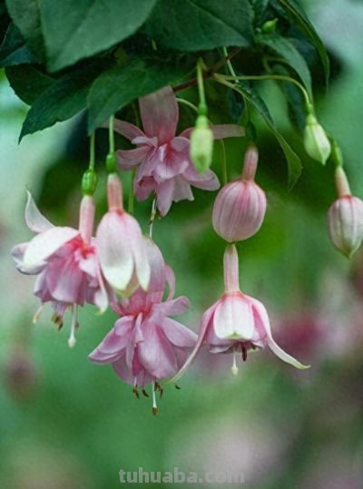 6款最美居家盆栽！颜值高还好养 - 今日头条