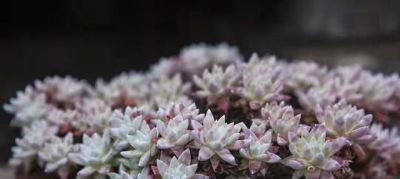 跌落神坛的20种多肉；当年贵到下不了手，现在终于可以随便买了 - 图画吧TUHUABA