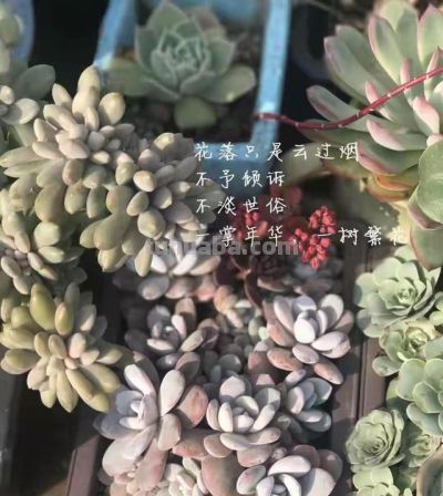 跌落神坛的20种多肉；当年贵到下不了手，现在终于可以随便买了 - 图画吧TUHUABA