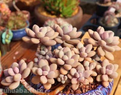 跌落神坛的20种多肉；当年贵到下不了手，现在终于可以随便买了 - 图画吧TUHUABA