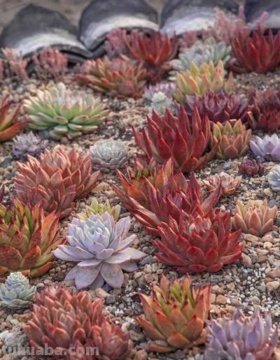 跌落神坛的20种多肉；当年贵到下不了手，现在终于可以随便买了 - 图画吧TUHUABA