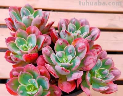 跌落神坛的20种多肉；当年贵到下不了手，现在终于可以随便买了 - 图画吧TUHUABA