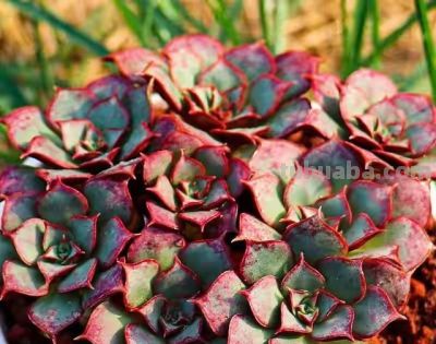 跌落神坛的20种多肉；当年贵到下不了手，现在终于可以随便买了 - 图画吧TUHUABA