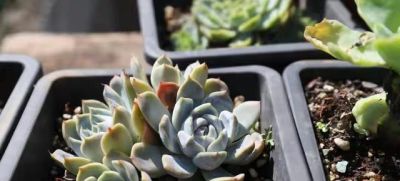 跌落神坛的20种多肉；当年贵到下不了手，现在终于可以随便买了 - 图画吧TUHUABA