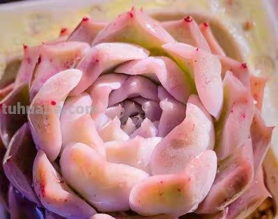 跌落神坛的20种多肉；当年贵到下不了手，现在终于可以随便买了 - 图画吧TUHUABA