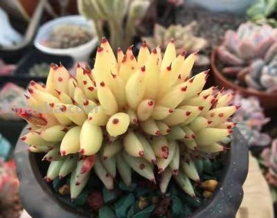 跌落神坛的20种多肉；当年贵到下不了手，现在终于可以随便买了 - 图画吧TUHUABA