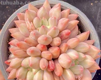 跌落神坛的20种多肉；当年贵到下不了手，现在终于可以随便买了 - 图画吧TUHUABA