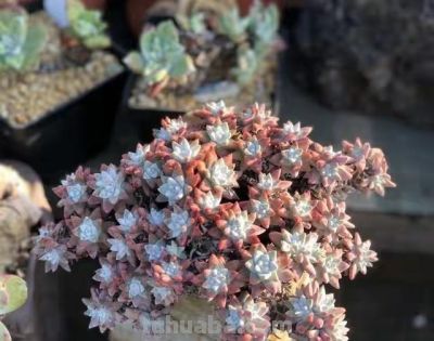 跌落神坛的20种多肉；当年贵到下不了手，现在终于可以随便买了 - 图画吧TUHUABA