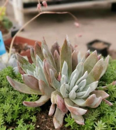 跌落神坛的20种多肉；当年贵到下不了手，现在终于可以随便买了 - 图画吧TUHUABA