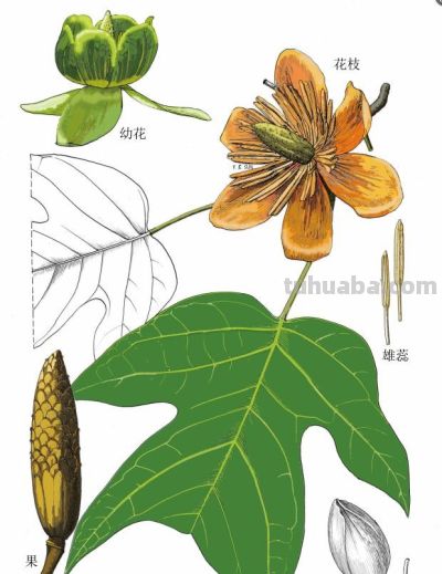 马年识“马”||12 种带“马”字植物科学画给您拜年 - 图画吧TUHUABA