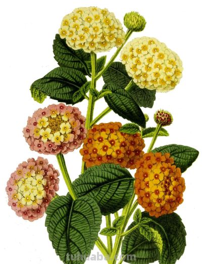 马年识“马”||12 种带“马”字植物科学画给您拜年 - 图画吧TUHUABA