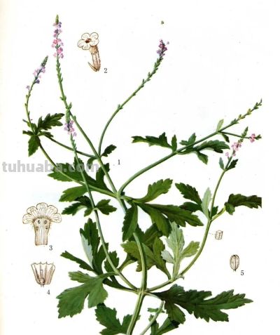 马年识“马”||12 种带“马”字植物科学画给您拜年 - 图画吧TUHUABA