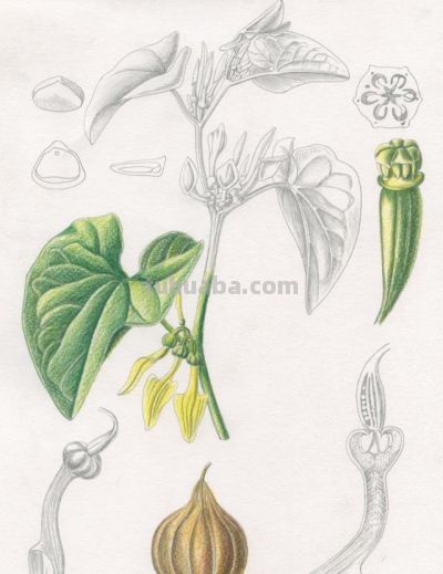 马年识“马”||12 种带“马”字植物科学画给您拜年 - 图画吧TUHUABA