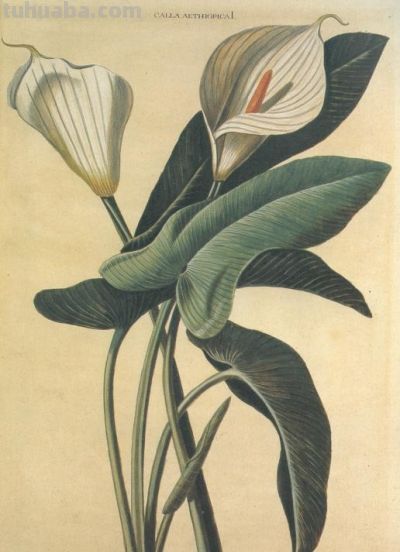 马年识“马”||12 种带“马”字植物科学画给您拜年 - 图画吧TUHUABA