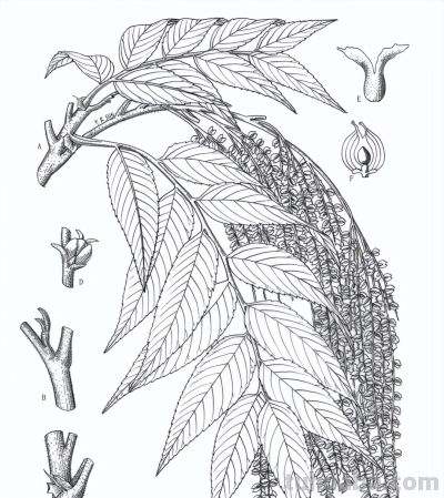 马年识“马”||12 种带“马”字植物科学画给您拜年 - 图画吧TUHUABA