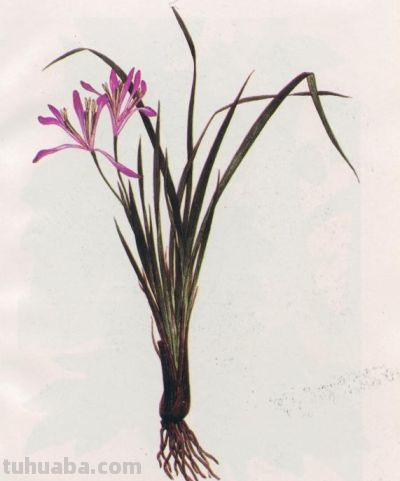 马年识“马”||12 种带“马”字植物科学画给您拜年 - 图画吧TUHUABA