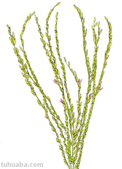 马年识“马”||12 种带“马”字植物科学画给您拜年 - 图画吧TUHUABA