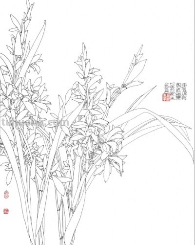 线描植物插画，带你走进自然之美 - 今日头条