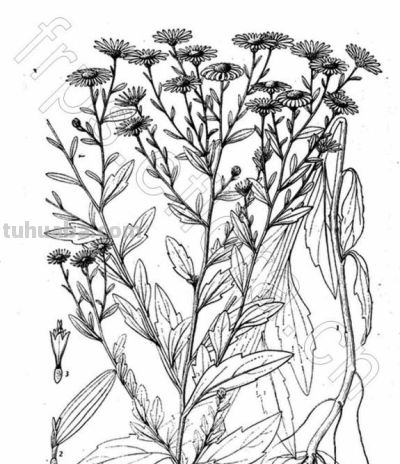 马年识“马”||12 种带“马”字植物科学画给您拜年 - 图画吧TUHUABA