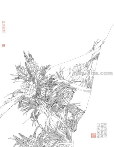 线描植物插画，带你走进自然之美 - 图画吧TUHUABA