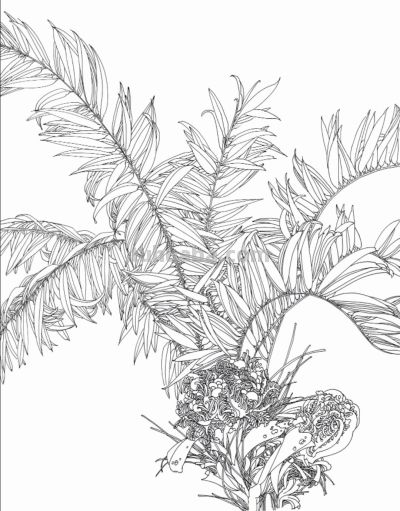 线描植物插画，带你走进自然之美 - 图画吧TUHUABA