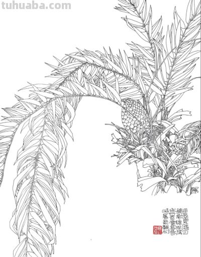 线描植物插画，带你走进自然之美 - 图画吧TUHUABA