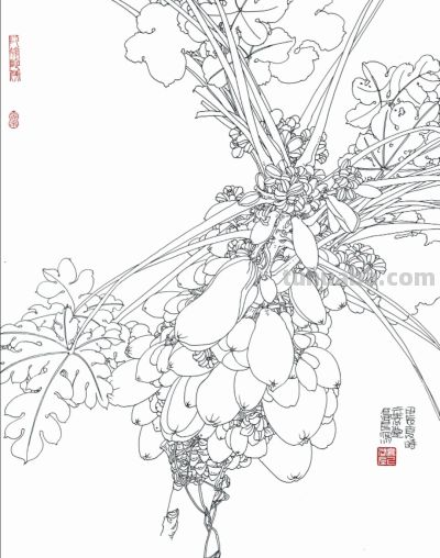 线描植物插画，带你走进自然之美 - 图画吧TUHUABA