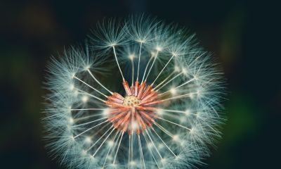 7个手机摄影技巧，把藏在身边的美，挖出来 - 图画吧TUHUABA