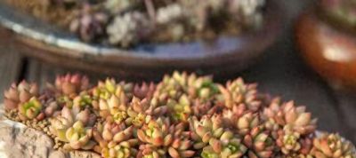 跌落神坛的20种多肉，当年贵到下不了手！现在终于可以随便买了 - 今日头条