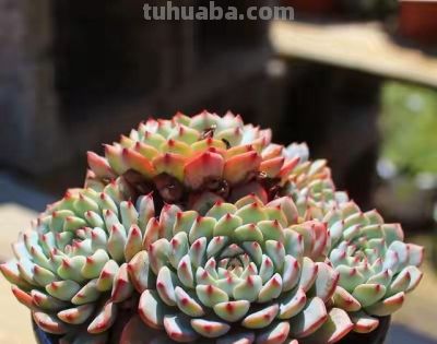 跌落神坛的20种多肉，当年贵到下不了手！现在终于可以随便买了 - 图画吧TUHUABA