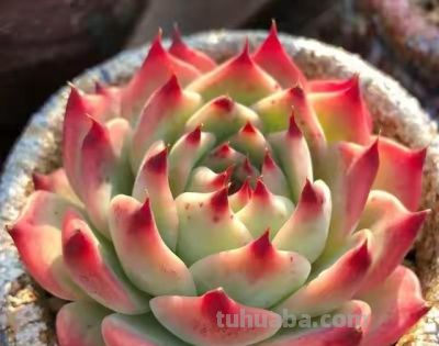 跌落神坛的20种多肉，当年贵到下不了手！现在终于可以随便买了 - 图画吧TUHUABA