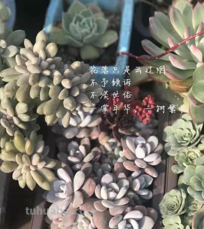 跌落神坛的20种多肉，当年贵到下不了手！现在终于可以随便买了 - 图画吧TUHUABA