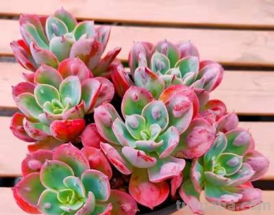 跌落神坛的20种多肉，当年贵到下不了手！现在终于可以随便买了 - 图画吧TUHUABA