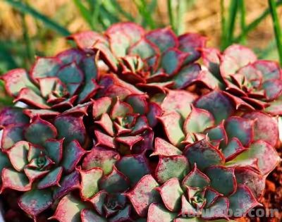 跌落神坛的20种多肉，当年贵到下不了手！现在终于可以随便买了 - 图画吧TUHUABA