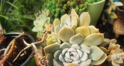 跌落神坛的20种多肉，当年贵到下不了手！现在终于可以随便买了 - 图画吧TUHUABA