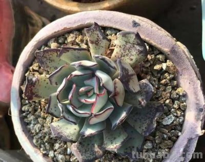 跌落神坛的20种多肉，当年贵到下不了手！现在终于可以随便买了 - 图画吧TUHUABA