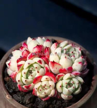 跌落神坛的20种多肉，当年贵到下不了手！现在终于可以随便买了 - 图画吧TUHUABA