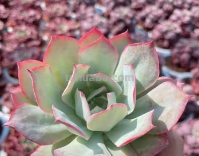 跌落神坛的20种多肉，当年贵到下不了手！现在终于可以随便买了 - 图画吧TUHUABA