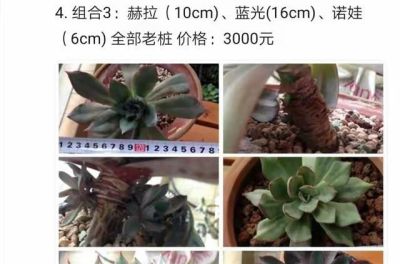 跌落神坛的20种多肉，当年贵到下不了手！现在终于可以随便买了 - 图画吧TUHUABA