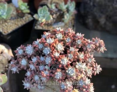 跌落神坛的20种多肉，当年贵到下不了手！现在终于可以随便买了 - 图画吧TUHUABA