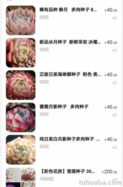 跌落神坛的20种多肉，当年贵到下不了手！现在终于可以随便买了 - 图画吧TUHUABA