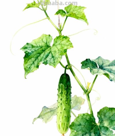 水彩画｜黄瓜 - 图画吧TUHUABA