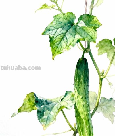 水彩画｜黄瓜 - 图画吧TUHUABA