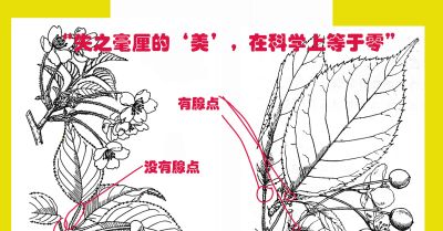 植物科学画，根本不是“艺术”？！ - 图画吧TUHUABA