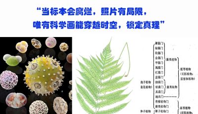 植物科学画，根本不是“艺术”？！ - 图画吧TUHUABA
