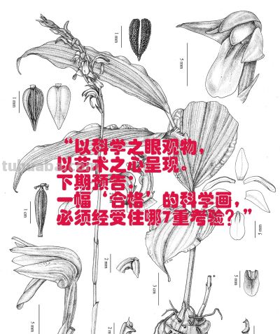 植物科学画，根本不是“艺术”？！ - 图画吧TUHUABA