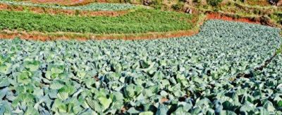 家庭种菜必看：这方法比肥料好，菜多又嫩 - 今日头条