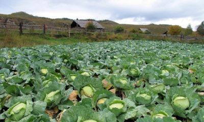 家庭种菜必看：这方法比肥料好，菜多又嫩 - 图画吧TUHUABA