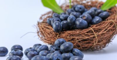 适合家庭庭院盆栽的10种果树，好看好养又结果 - 图画吧TUHUABA